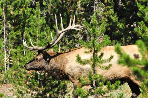Encontro com uma rena no Yellowstone National Park, em Wyoming, nos Estados Unidos